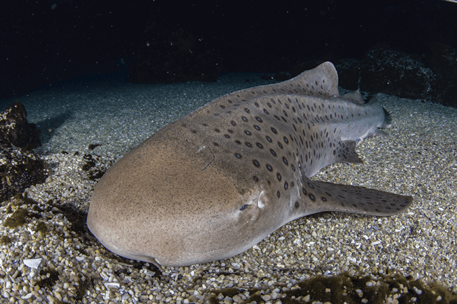 zebra shark,tiger shark zebra shark