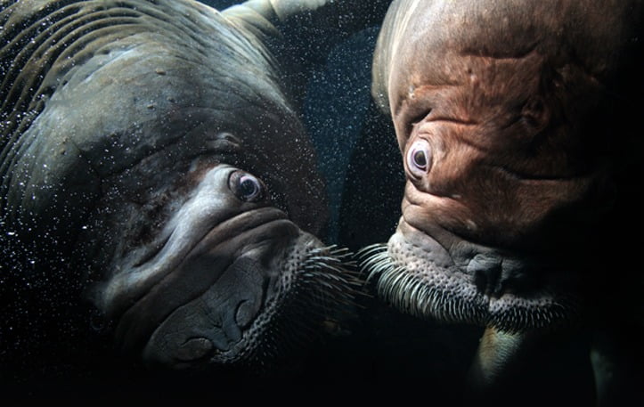 morsas en el Oceanogràfic