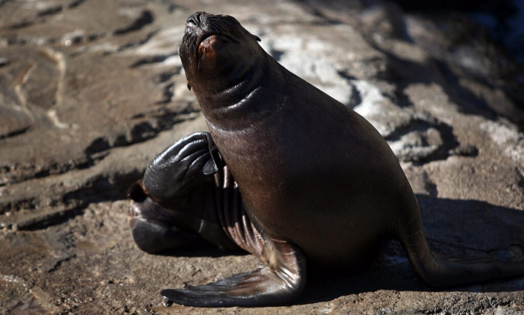 Sea lions