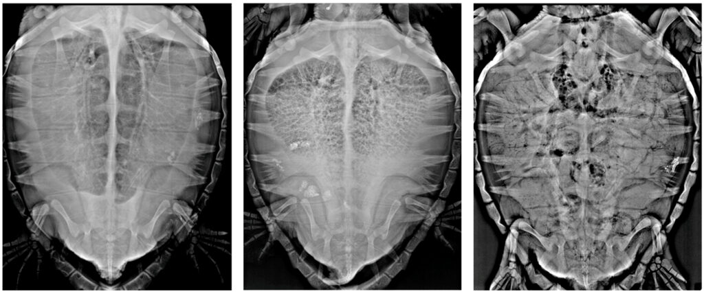 Radiografías de una tortuga marina con síndrome de descompresión y embolia gaseosa
