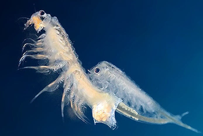 full grown seamonkey full grown seamonkey