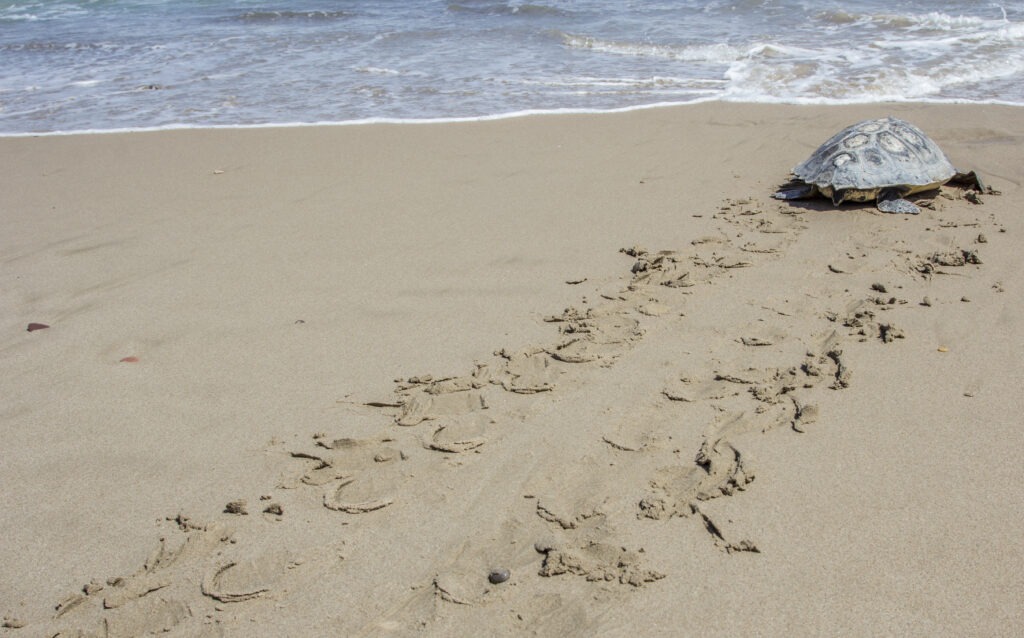 poniendo NIDO TORTUGA
