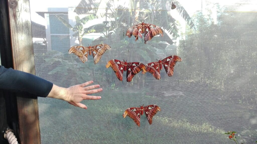 mariposa-gigante