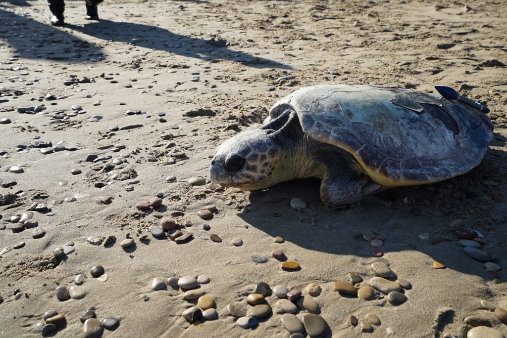 tortuga con dispositivo de seguimiento