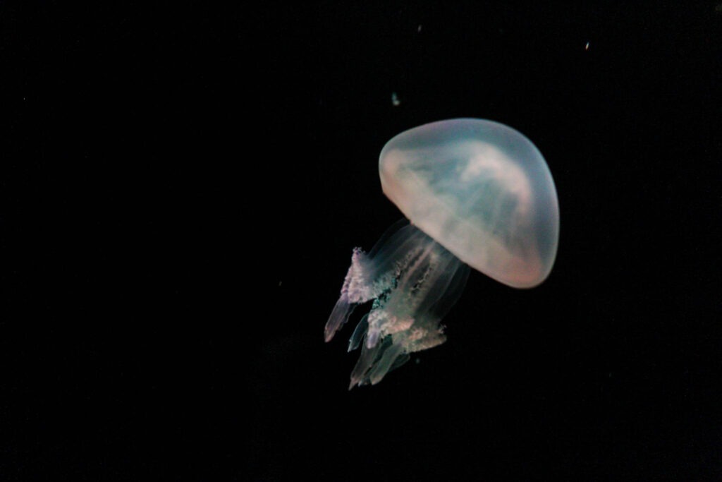 medusas (1)