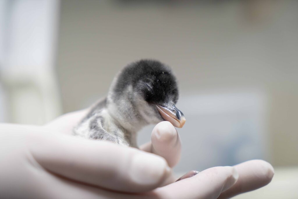 cría de pingüino. Así es como nacen los pingüinos