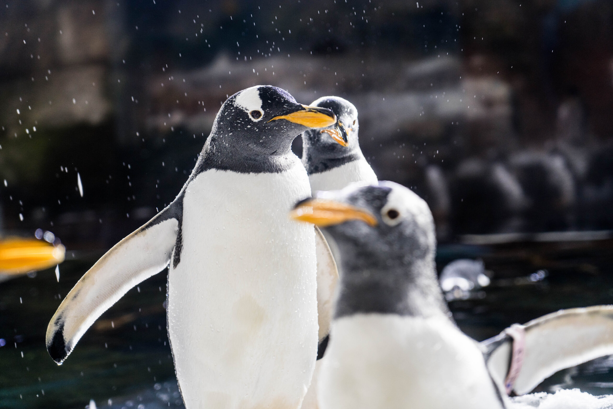 como nacen los pingüinos juanto