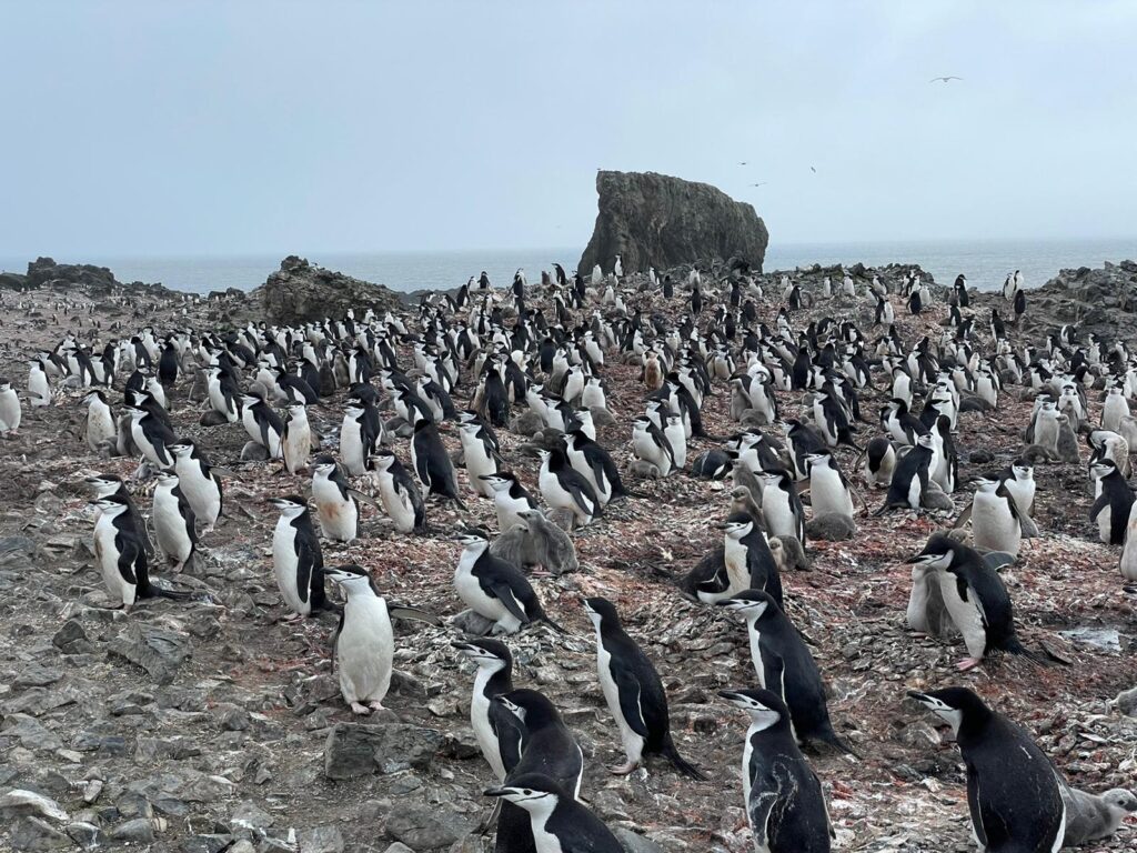 colonia de pingüinos en la Antártida