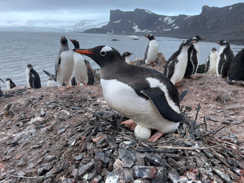como nacen los pingüinos