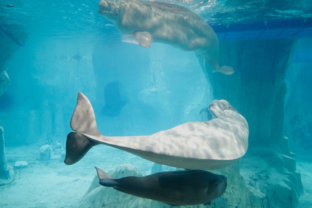 Familia de belugas del Oceanogràfic
