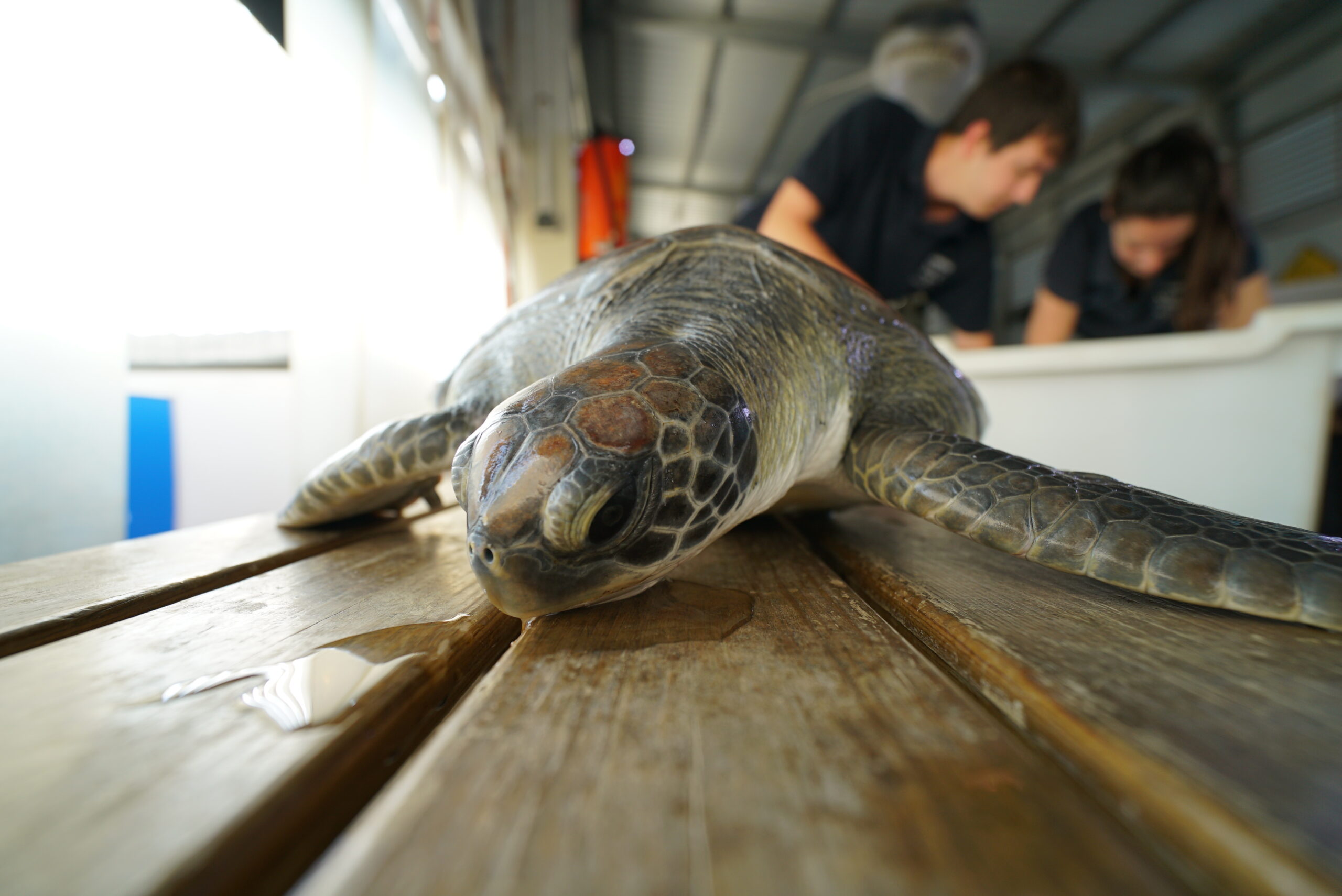 Oceanogràfic suelta en Xàbia una tortuga tras su recuperación en el ARCA del Mar