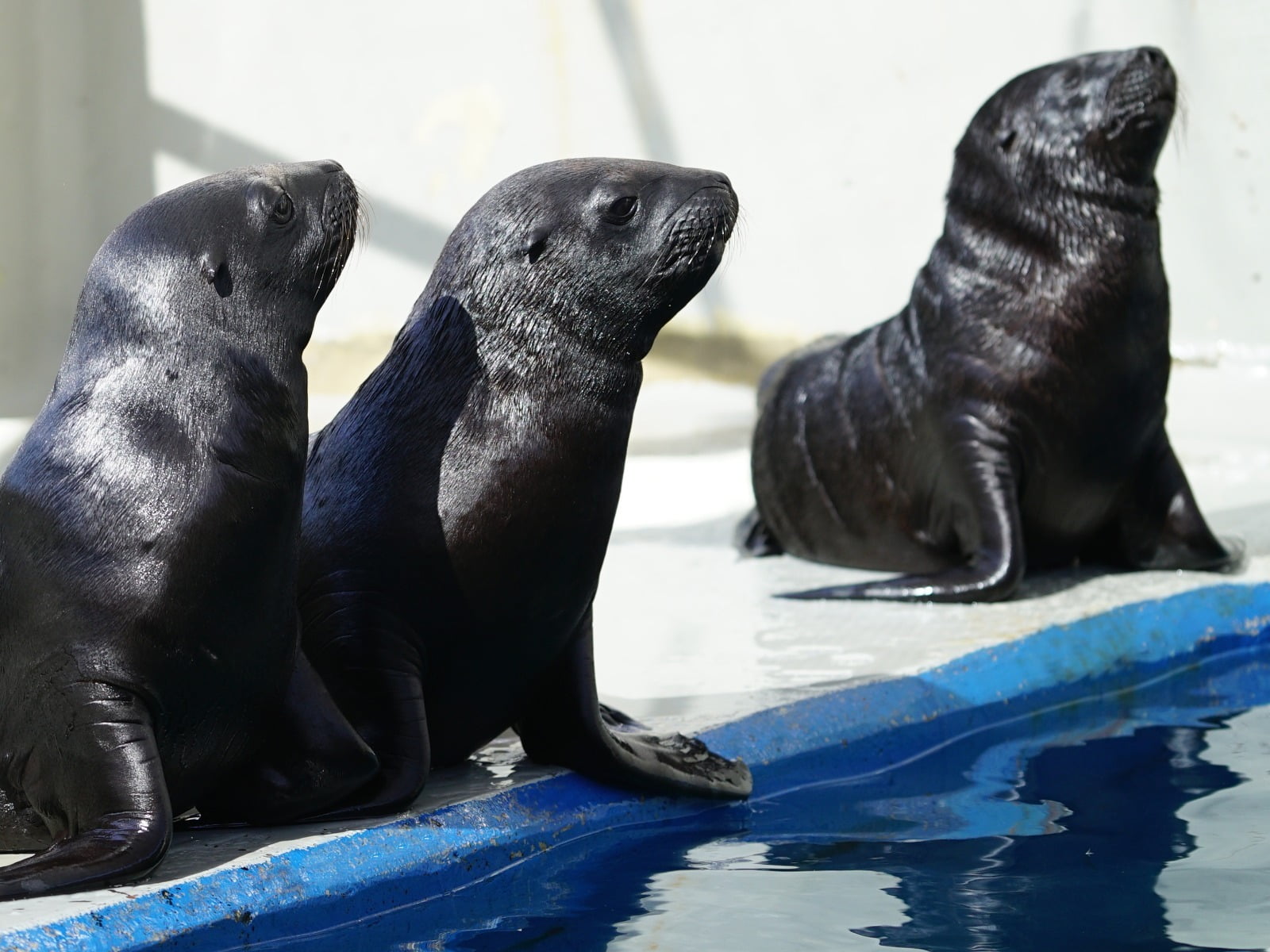 Cachorros leones marinos