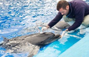 espirometría delfín
