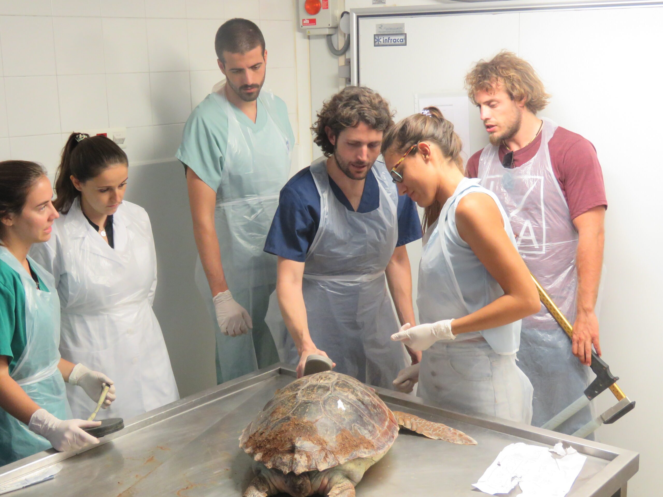 Taller de tortuga