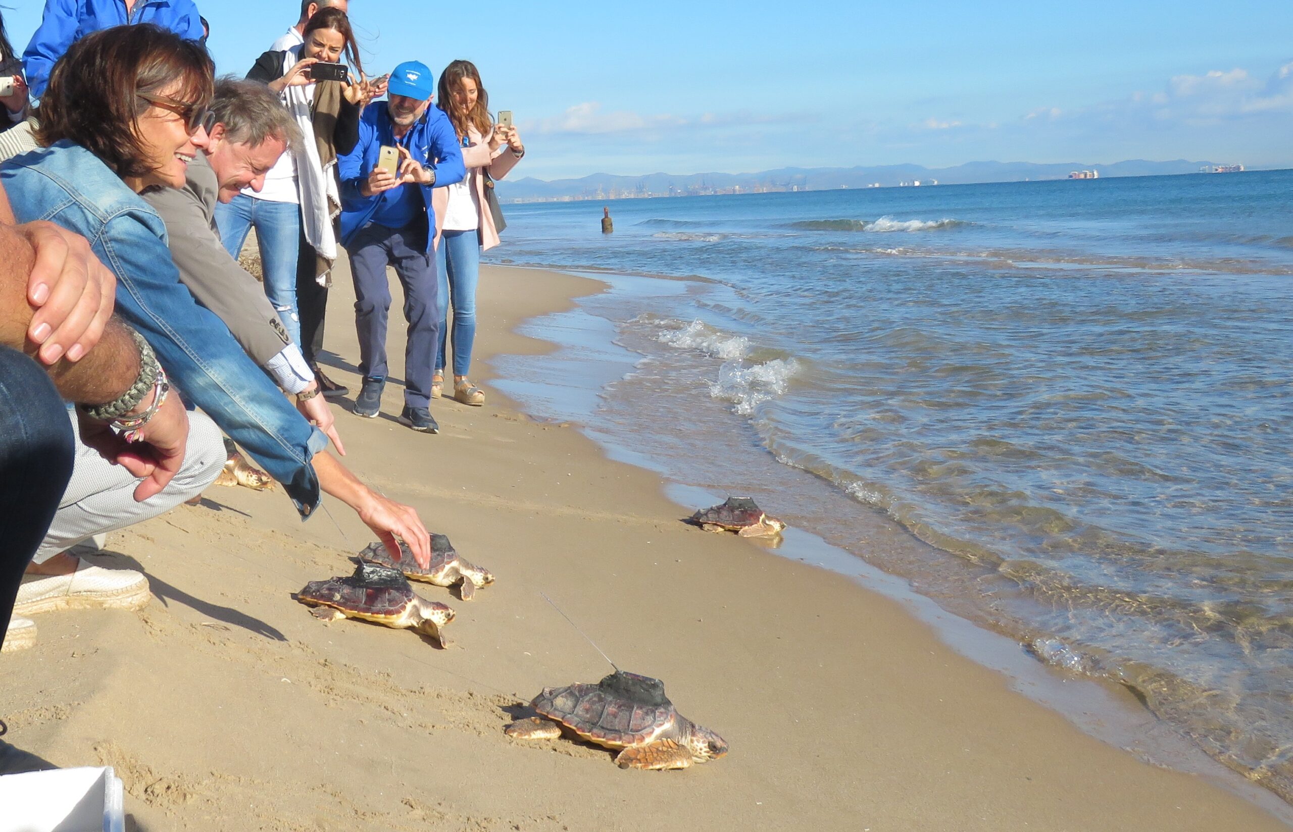 suelta de tortugas