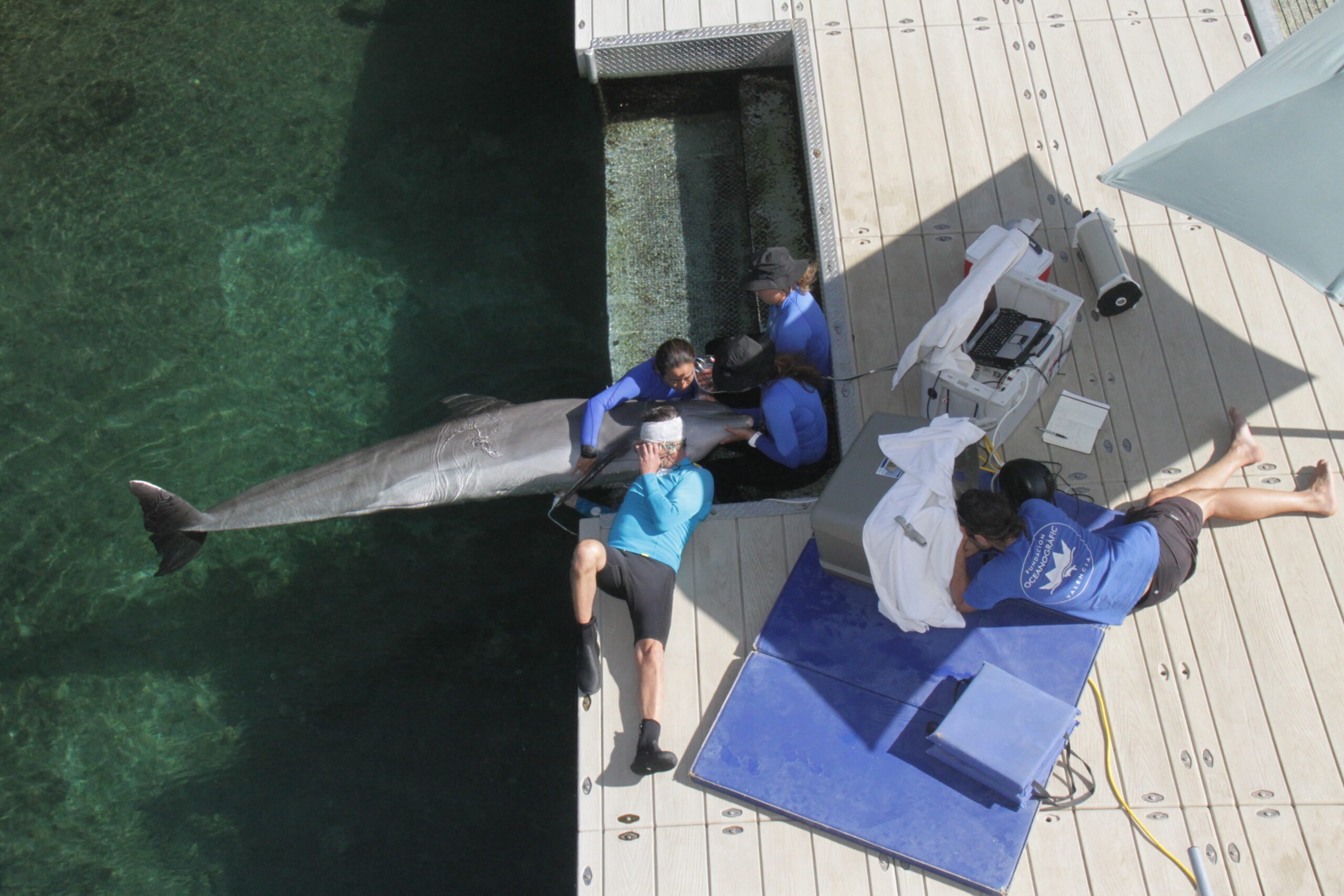 Estudio del sistema cardiovascular en delfines en colaboración con Dolphin Quest (Hawaii)