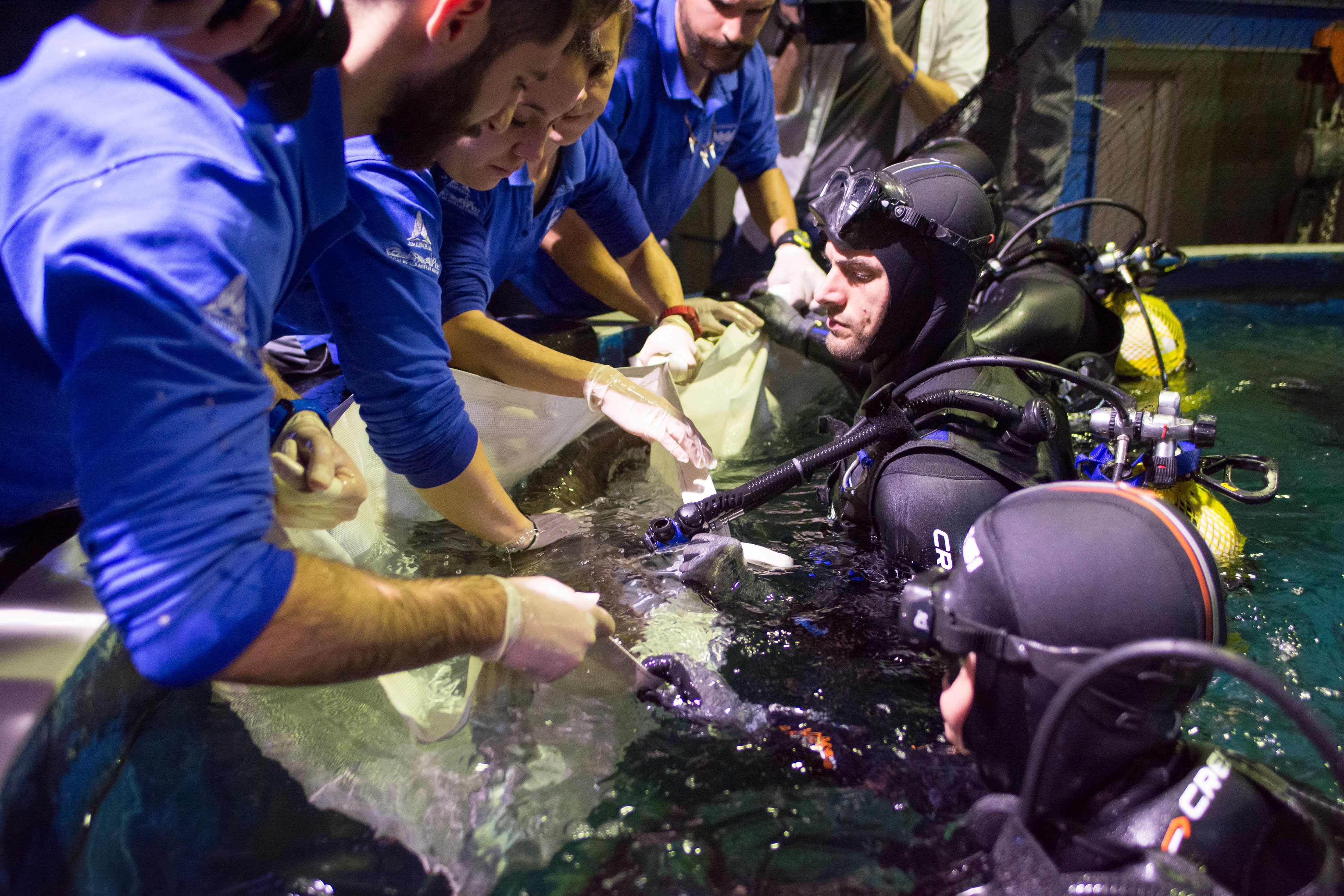 Momento del etiquetado a tiburones