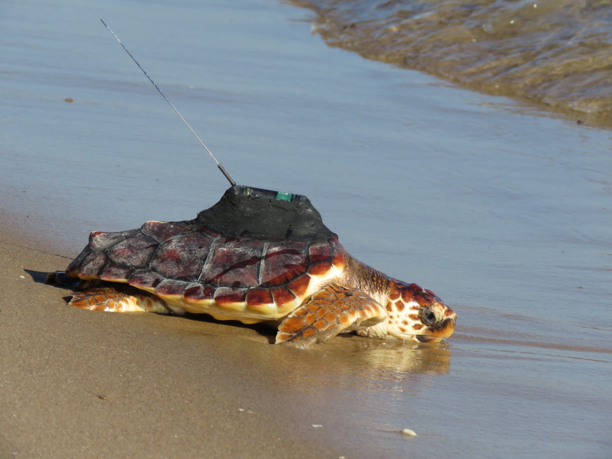 tortuga con dispositivo