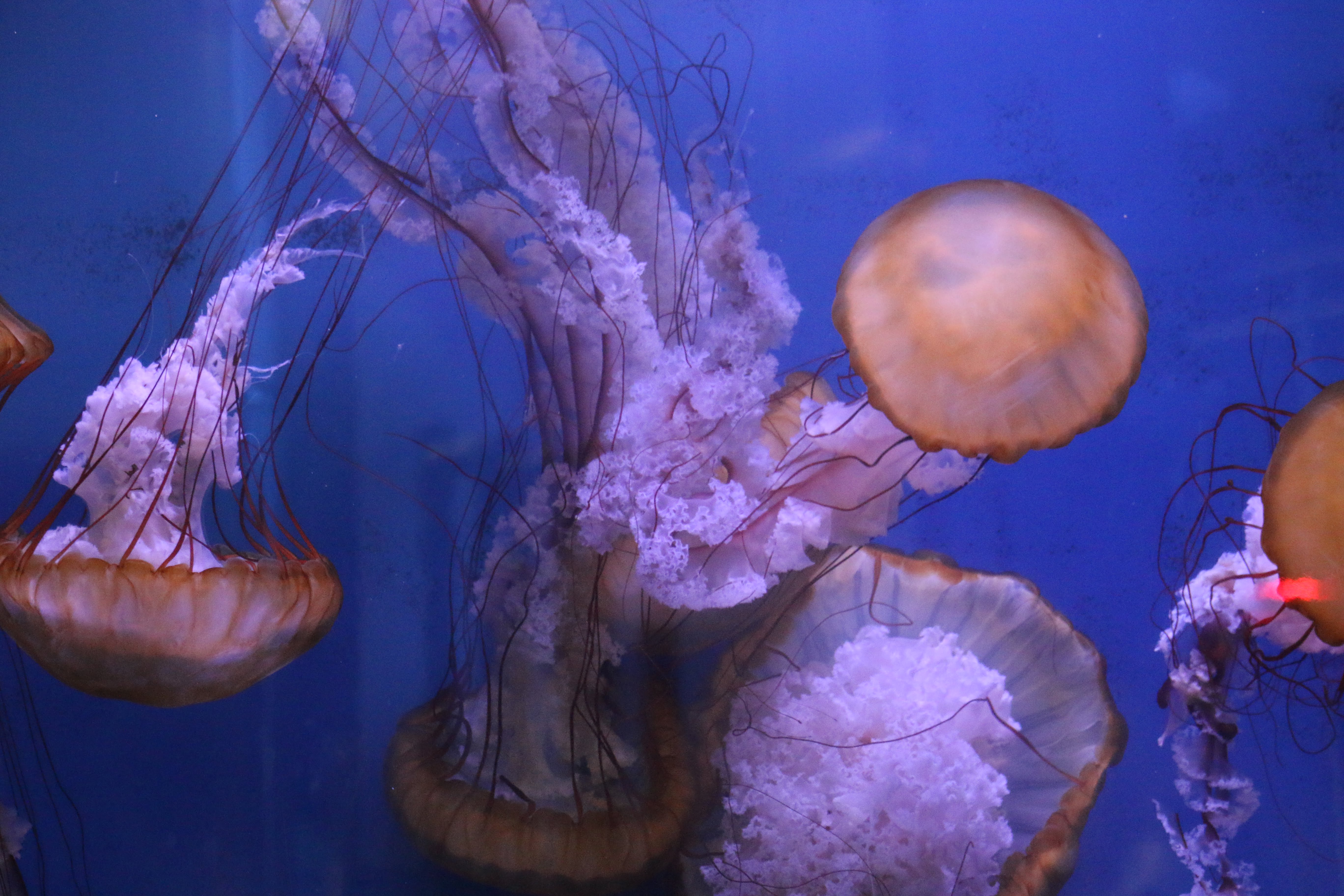 Una Ortiga del Pacífico del Oceanogràfic mide ya metro y medio de longitud.