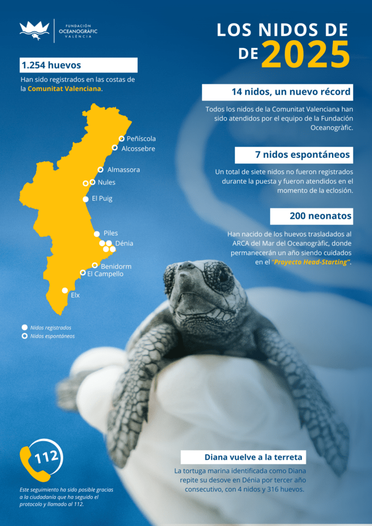 Nidos de tortugas recién nacidas de 2025