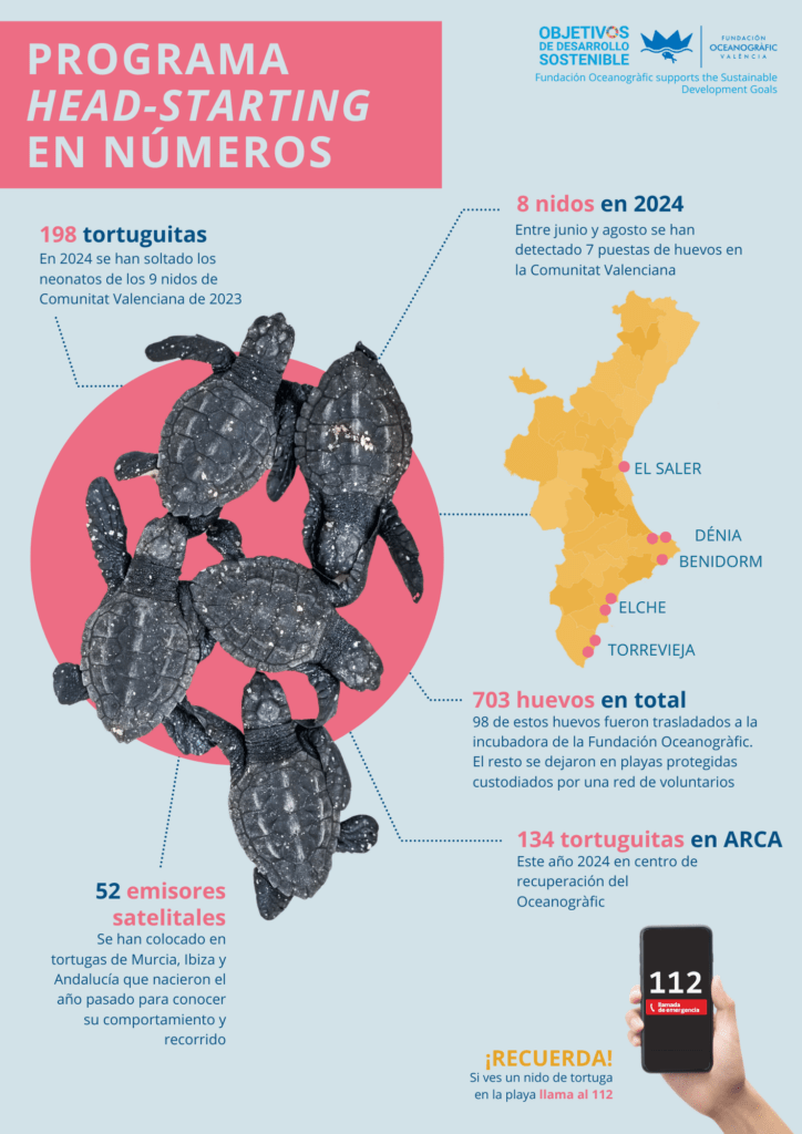 Nidos de tortugas recién nacidas de 2024