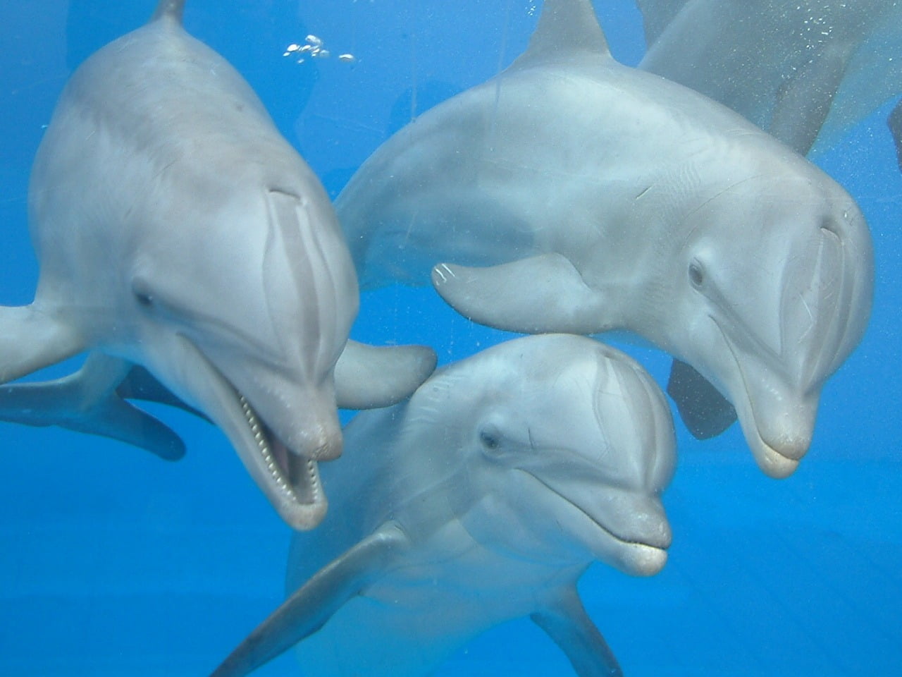 delfines