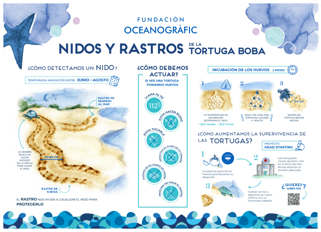 como actuar ante tortugas recién nacidas