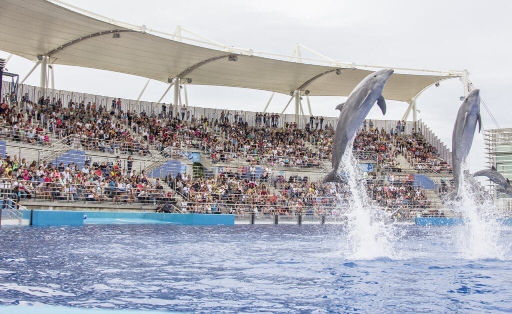 Dolphinarium