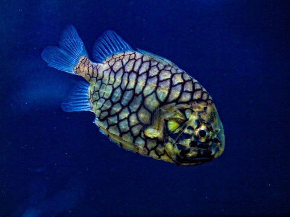 Pinecone fish