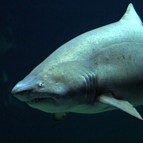 Tiburcio Raton Blog - Oceanogràfic de València