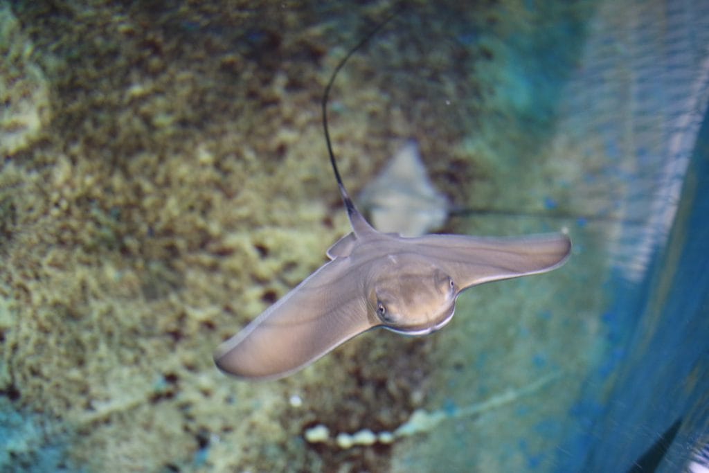 CRÍA DE ÁGUILA MARINA