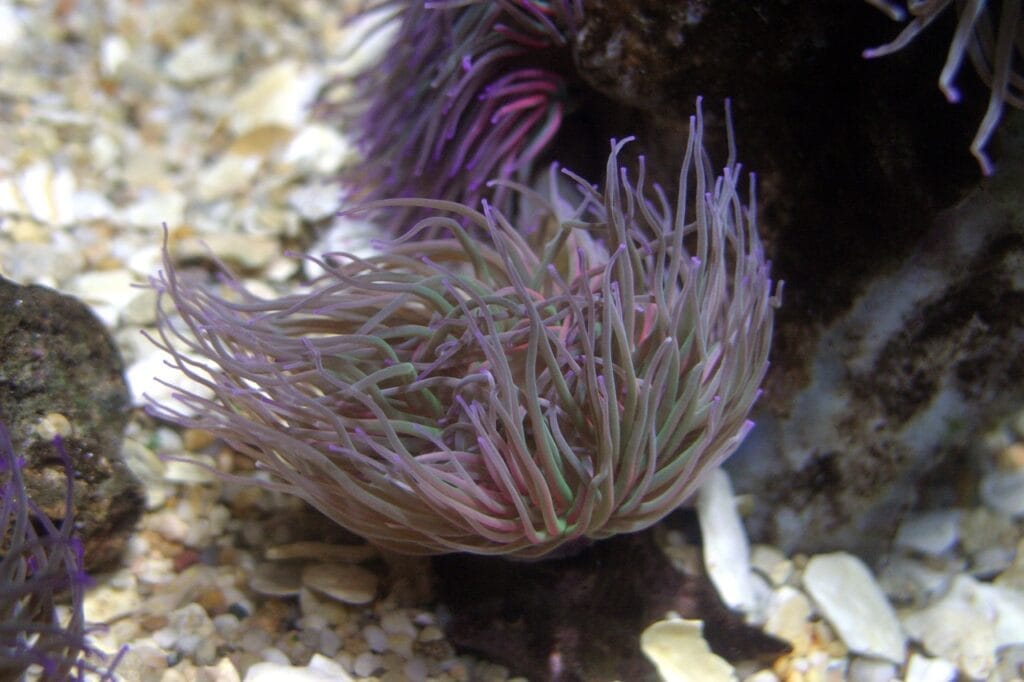 Mediterranean snakelocks sea anemone