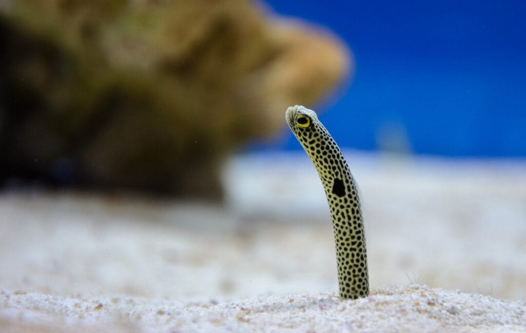 Spotted garden eel