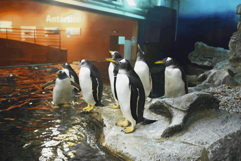 Pingüí de corona blanca