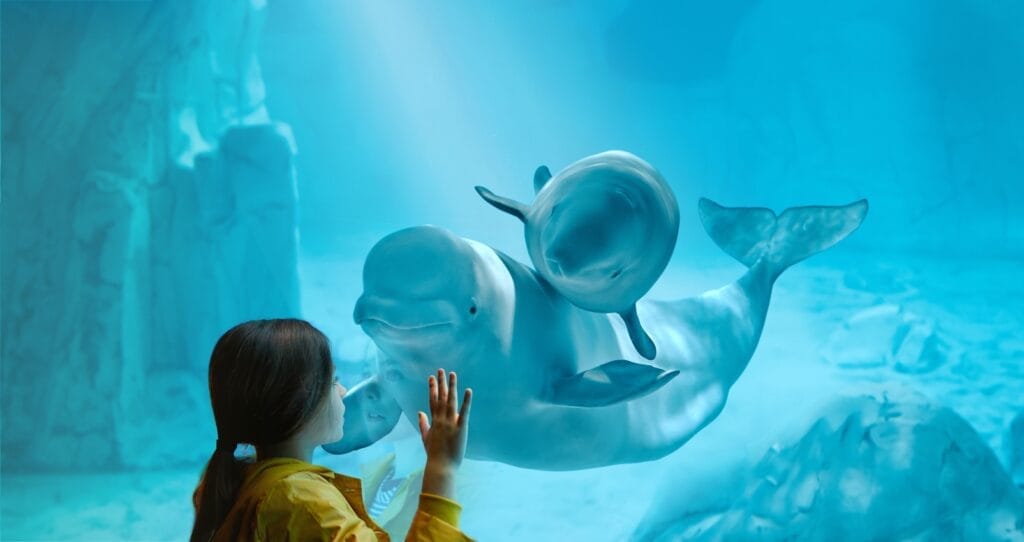 Kylu, the baby beluga whale