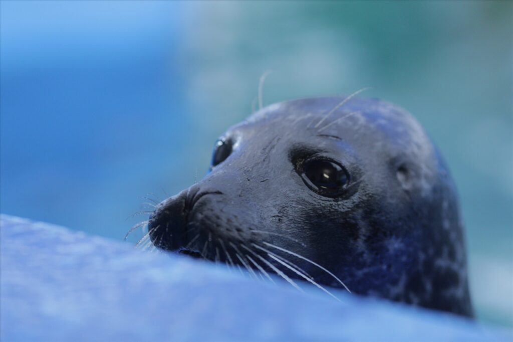 Focas