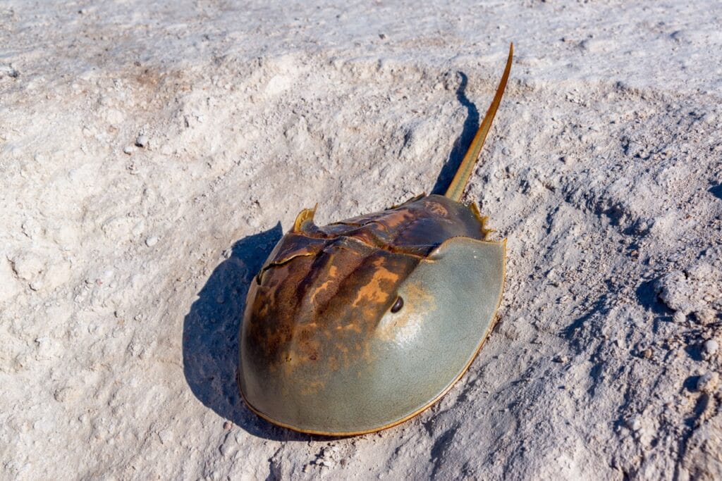 Atlantic horseshoe crab