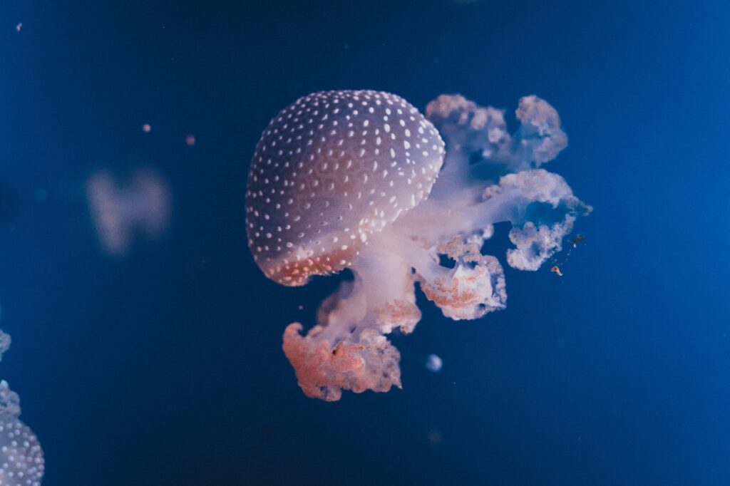 White-spotted jellyfish