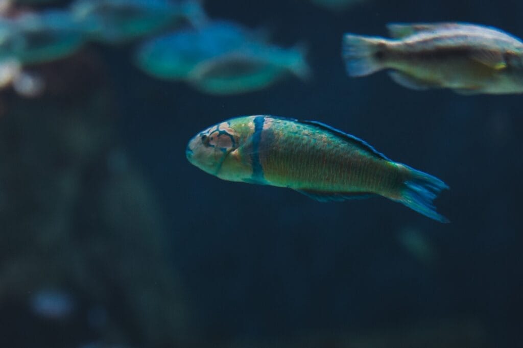 Ornate wrasse