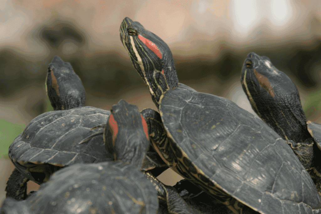 Red-eared slider