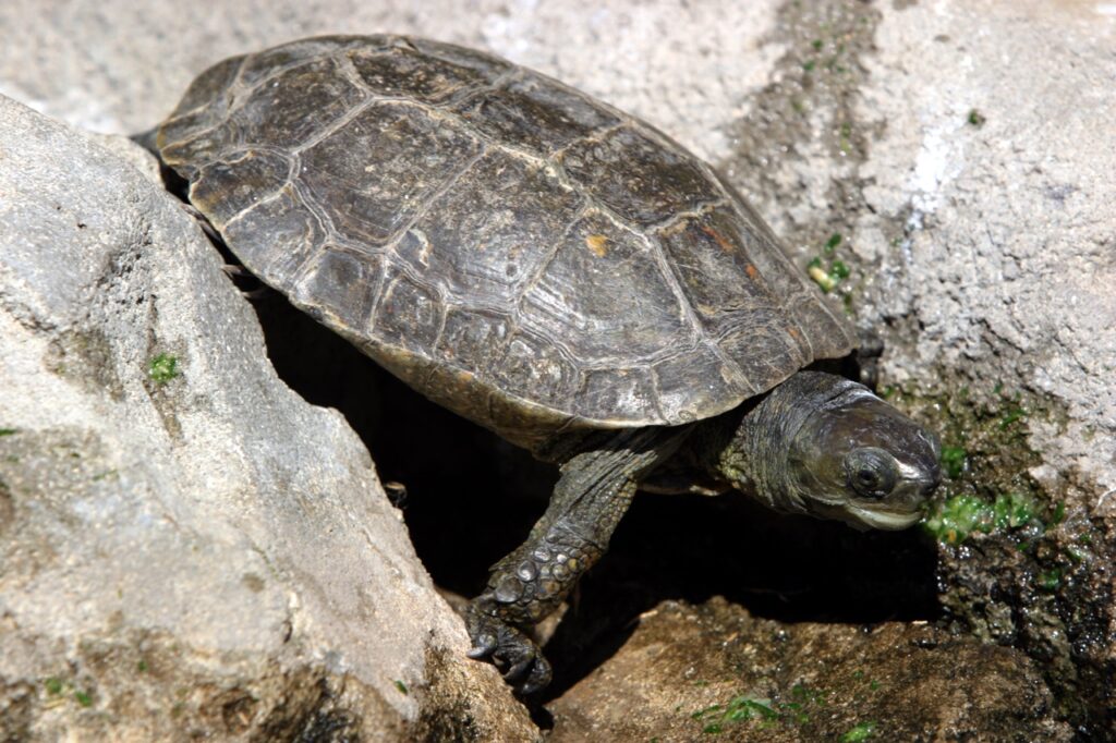 Spanish pond turtle