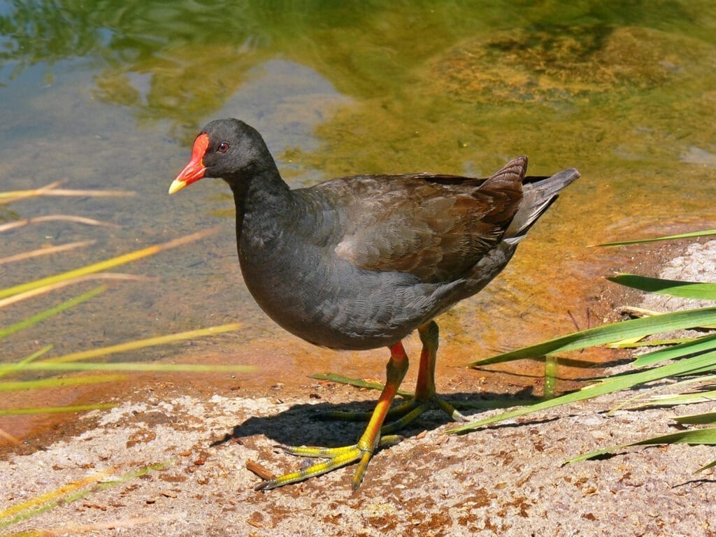 Polla d’aigua americana