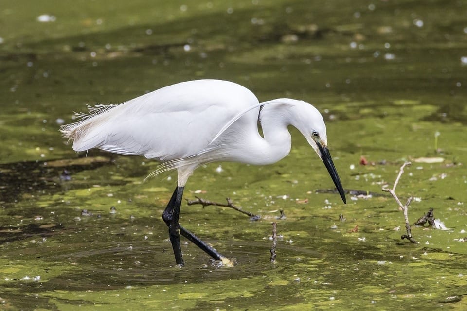 Little egret