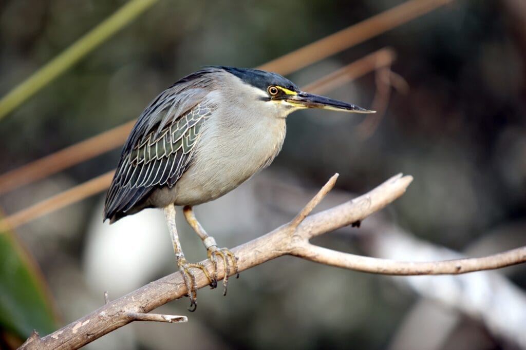 Green heron