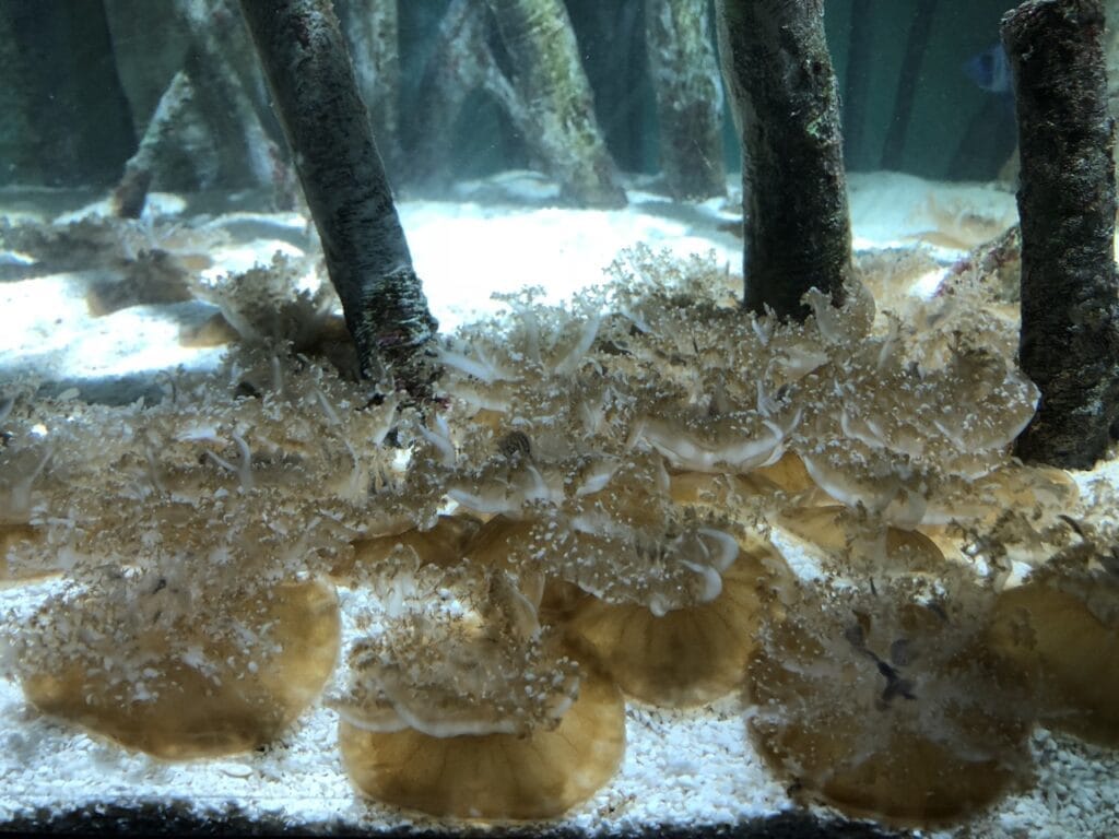 Upside-down jellyfish