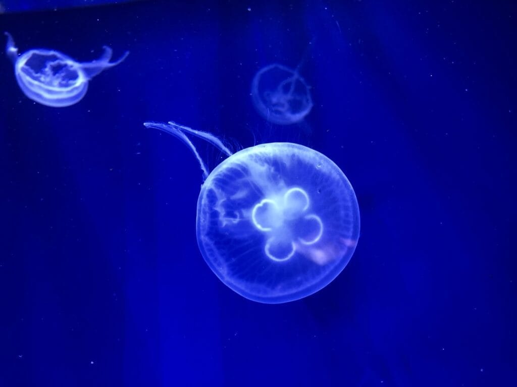 Moon jellyfish