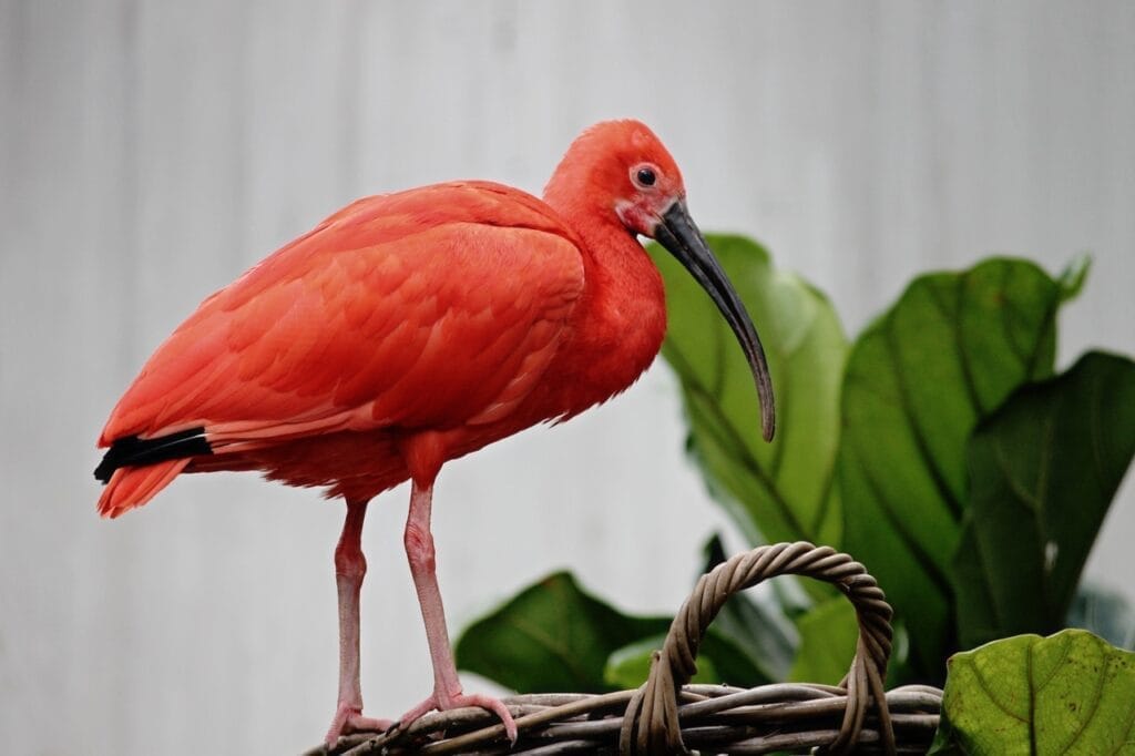 Ibis Escarlata