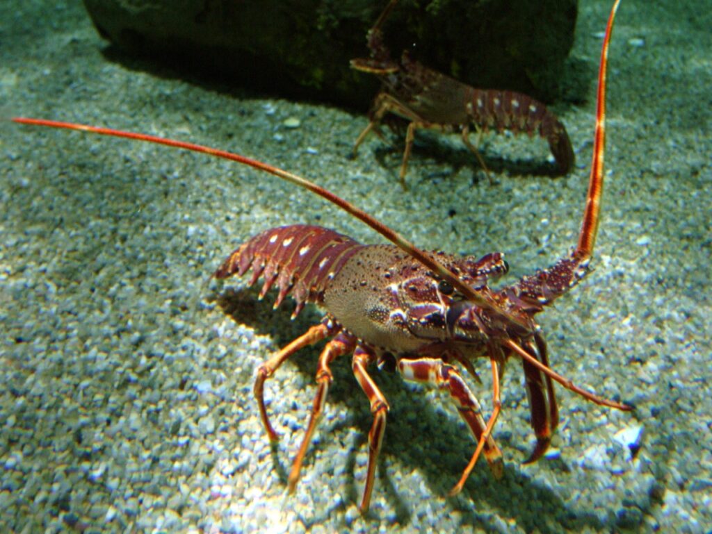 Common spiny lobster