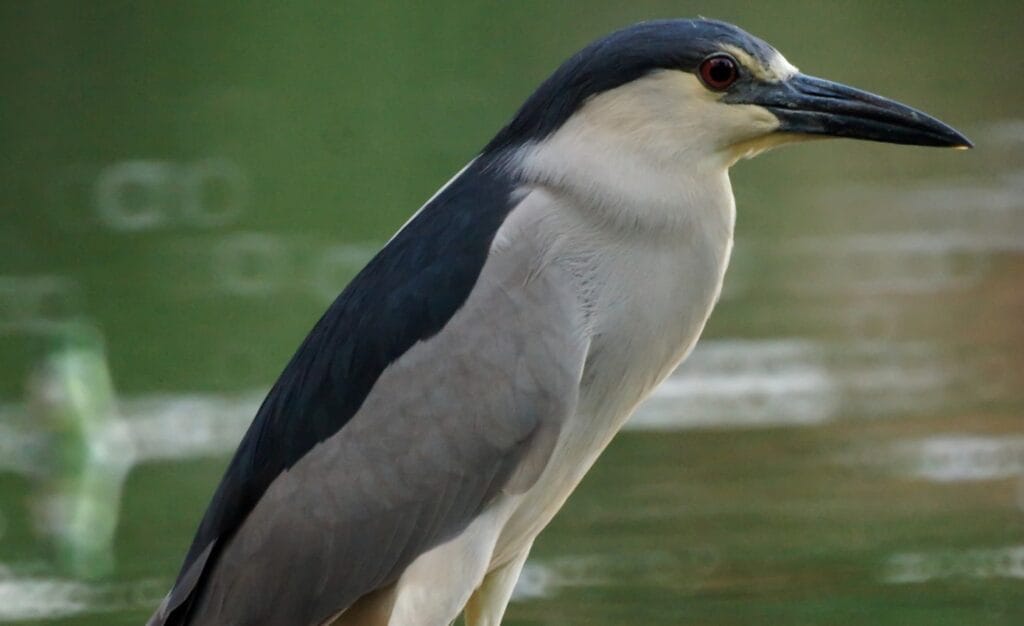 Black-crowned night heron