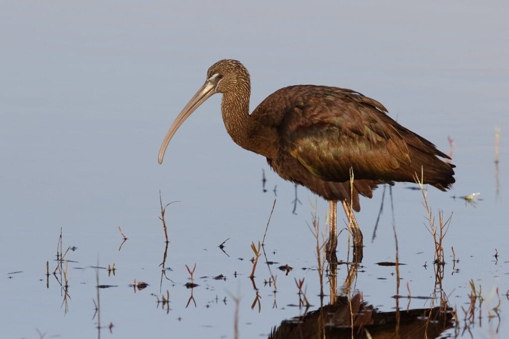 Glossy ibis